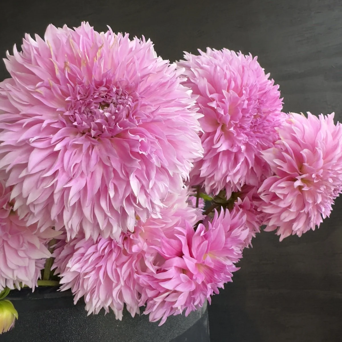 Lee's Lilac Fizz Dahlia — GOLDENROD GARDENS